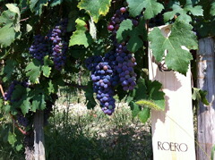 マルヴィラ　ロエロのブドウ