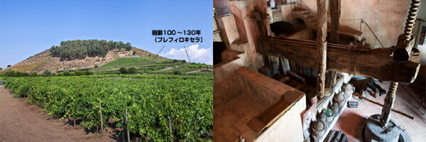 古樹の斜面とパルメント