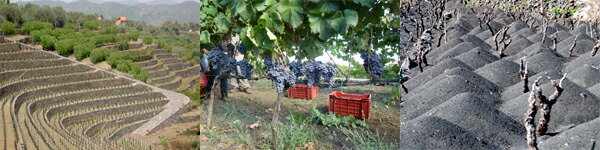 ベナンティの畑