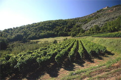 モンテヴェトラーノの畑