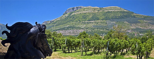 モンテヴェトラーノ農園