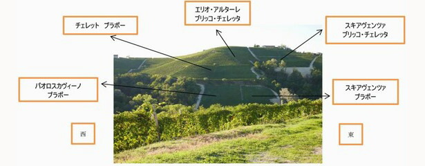 スキアヴェンツァの畑