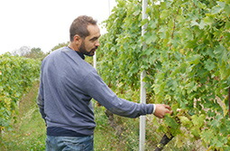 デムステラルテットネッビオーロ