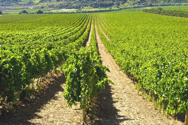 ヴァッレ デラカーテの畑