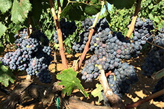 ススマニエッロ