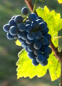 スキオペッティーノ