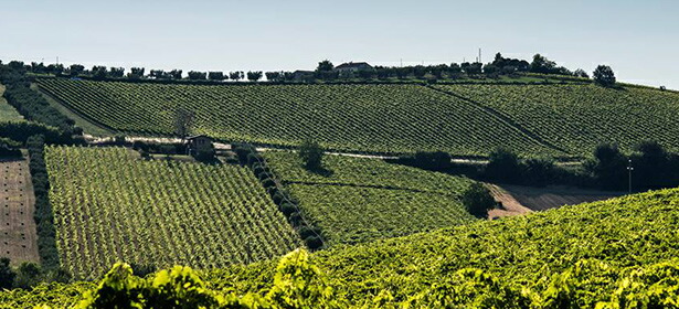 コッリーネテラマーネ