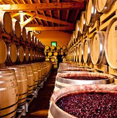 テヌータサンアントニオの熟成庫