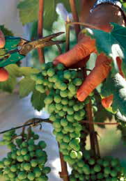 グリーンハーベスト