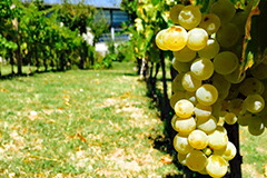 グレケットディトーディ