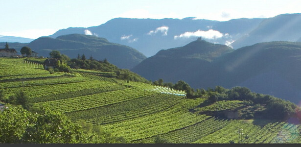 コルヴェンホフ畑