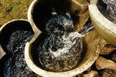 フローフォルムス