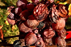 乾燥したブドウ