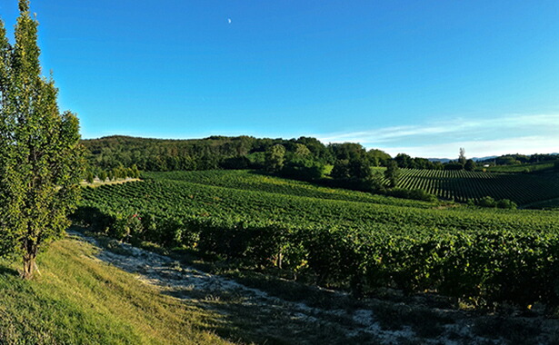 ラメイラーナ畑