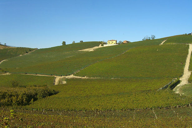 ロミラスコの畑