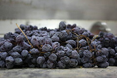 アマローネ乾燥ブドウ