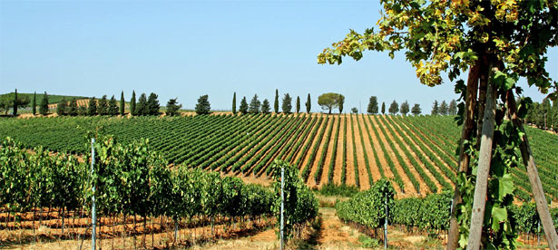 モリスファームズ畑