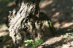 自根のガルガネガ