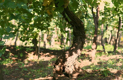 古樹ガルガネガ