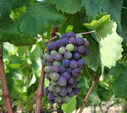 ネレッロマスカレーゼ