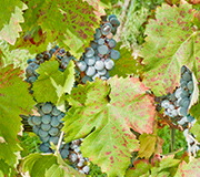 ネレッロカプッチョ