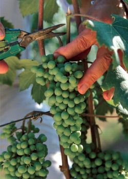 グリーンハーベスト