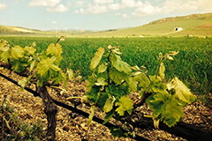 ネロダーヴォラの畑