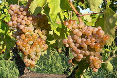 グレーコビアンコ