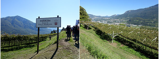 フェッラーリの畑