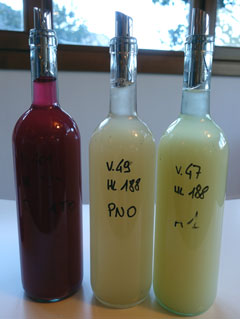 フェッラーリ社2017年収穫のモスト