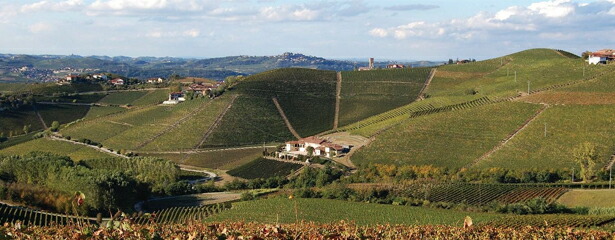 ワイナリー全景