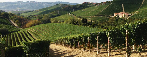 マルティネンガ畑