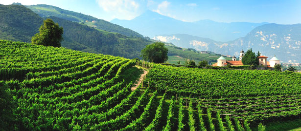 カヴィット社の畑