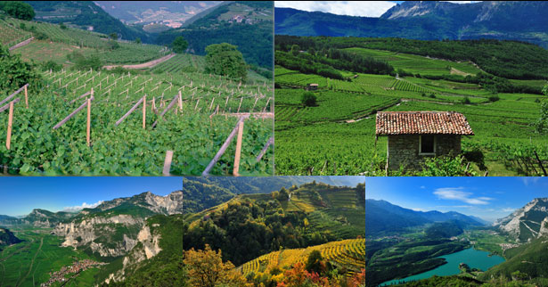 カヴィット社アルテマージの畑