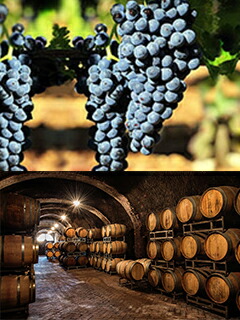 アリアニコとカンティーナ