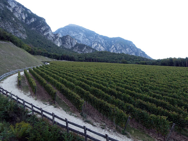 フェッラーリ社畑