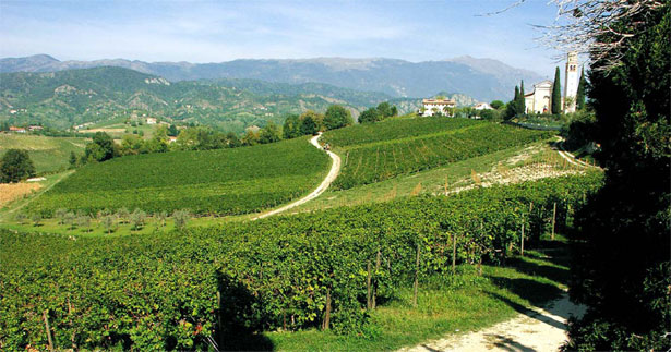 ベッレンダ社のブドウ畑