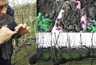 フィロキセラ畑