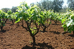 アルベレッロプリエーゼ