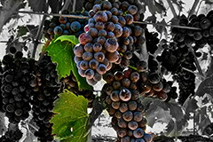 ネグロアマーロ