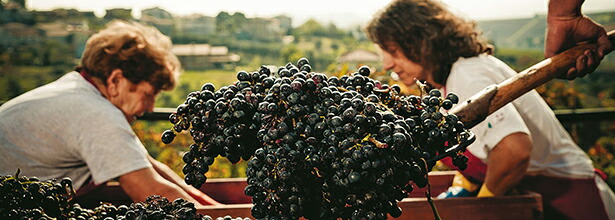 モンテプルチアーノ