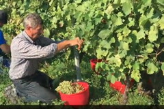 クストーザ収穫