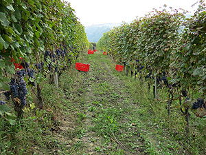 プリンチピアーノ畑