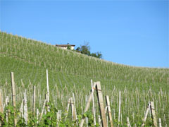 プリンチピアーノボスカレートの畑