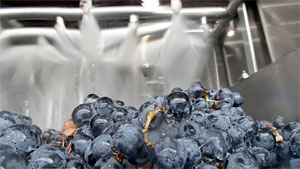 カデルボスコブドウ洗浄