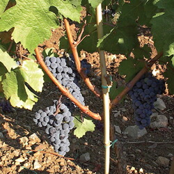 カベルネフラン種