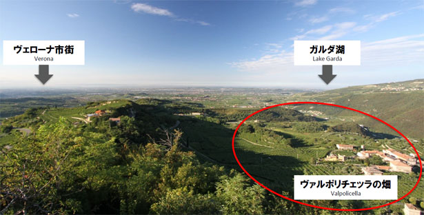ヴァルポリチェッラの畑