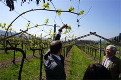 ルイジリゲッティ　ペルゴラ仕立て