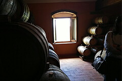 ヴィンサンタイア