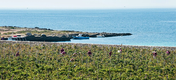 ファヴィニャーナ島